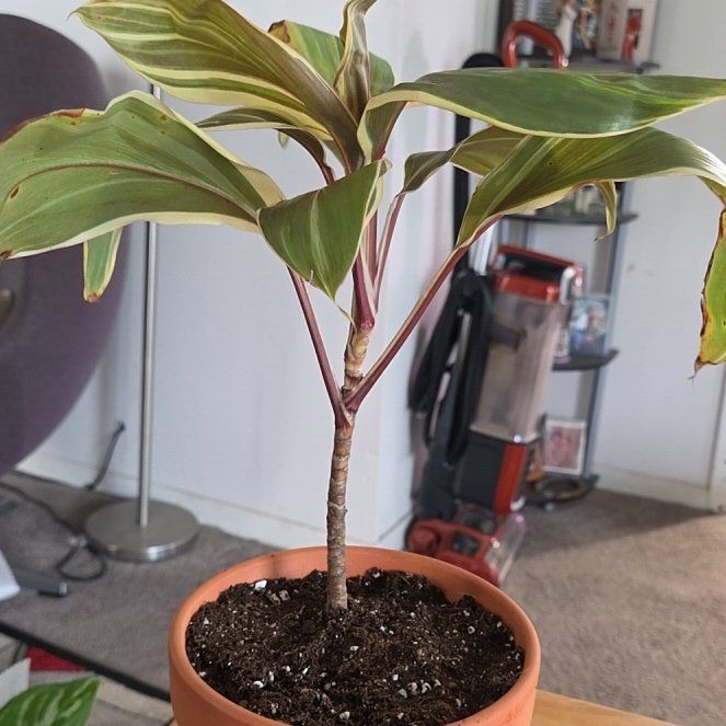 Photo of the plant species Cordyline 'Chocolate Queen' by @NikkiBplantmom named ADI'SA' on Greg, the plant care app