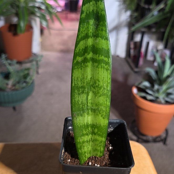 Photo of the plant species Chinese Evergreen by @NikkiBplantmom named KAMYA on Greg, the plant care app