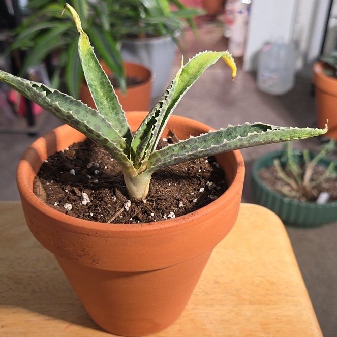 Photo of the plant species Mangave 'Freckles and Speckles' by @NikkiBplantmom named NIZHONI on Greg, the plant care app