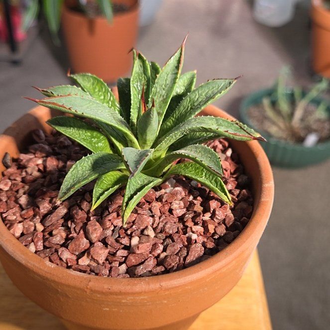 Photo of the plant species Mangave 'Bella' by @NikkiBplantmom named ZUNI on Greg, the plant care app