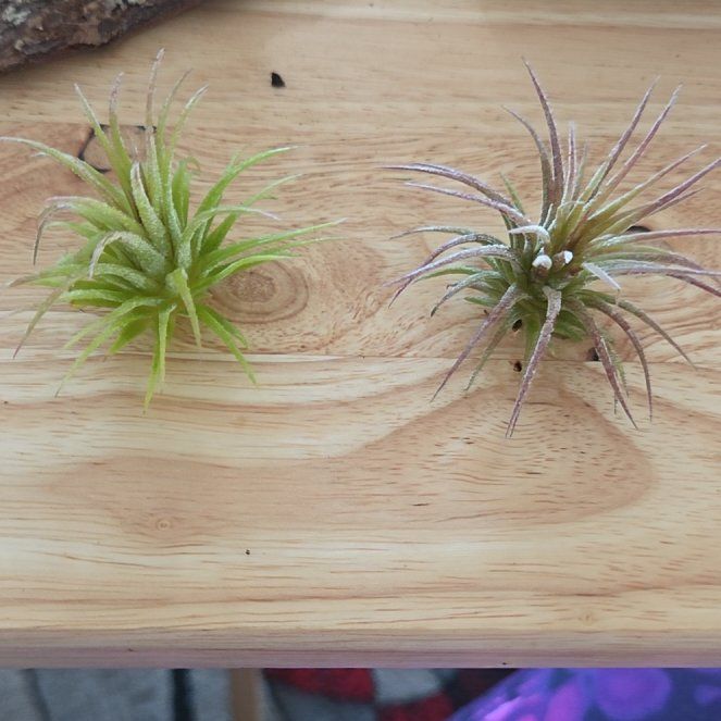 Photo of the plant species Tillandsia ionantha 'Guatemala' by @NikkiBplantmom named AIR PLANTS on Greg, the plant care app