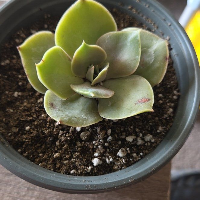 Photo of the plant species Echeveria Lolita by @NikkiBplantmom named LOLITA on Greg, the plant care app