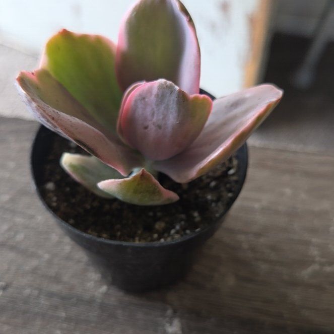 Photo of the plant species Echeveria Decora Variegata by @NikkiBplantmom named SZA on Greg, the plant care app