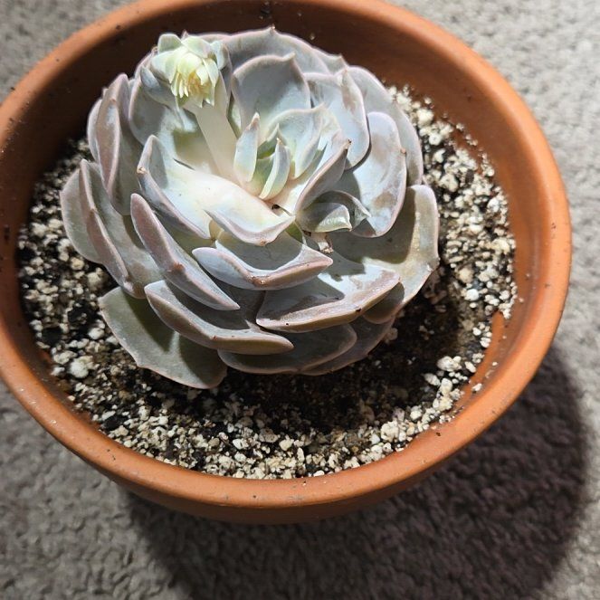 Photo of the plant species Echeveria 'Pollux' by @NikkiBplantmom named BUSTA on Greg, the plant care app