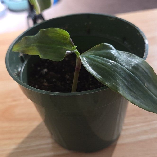 Photo of the plant species Tradescantia Blushing Bride by @NikkiBplantmom named AILANI on Greg, the plant care app