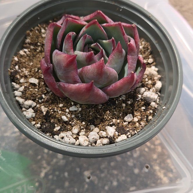 Photo of the plant species Echeveria 'Casio' by @NikkiBplantmom named SERAFINA on Greg, the plant care app