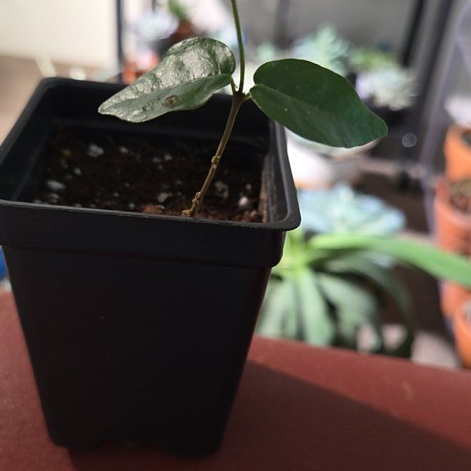 Photo of the plant species Asian Jasmine 'Tricolor' by @NikkiBplantmom named IMAN on Greg, the plant care app