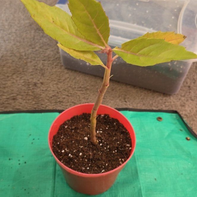 Photo of the plant species Okinawa Spinach by @NikkiBplantmom named TOBIAS DORZON on Greg, the plant care app