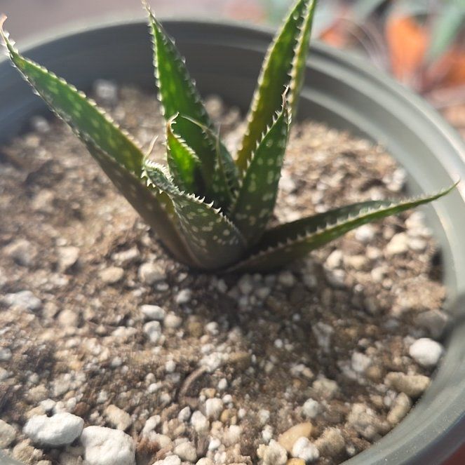 Photo of the plant species Gasteraloe 'Zimflora' by @NikkiBplantmom named TAI on Greg, the plant care app