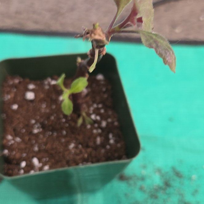 Photo of the plant species Okinawa Spinach by @NikkiBplantmom named TAKASHI on Greg, the plant care app