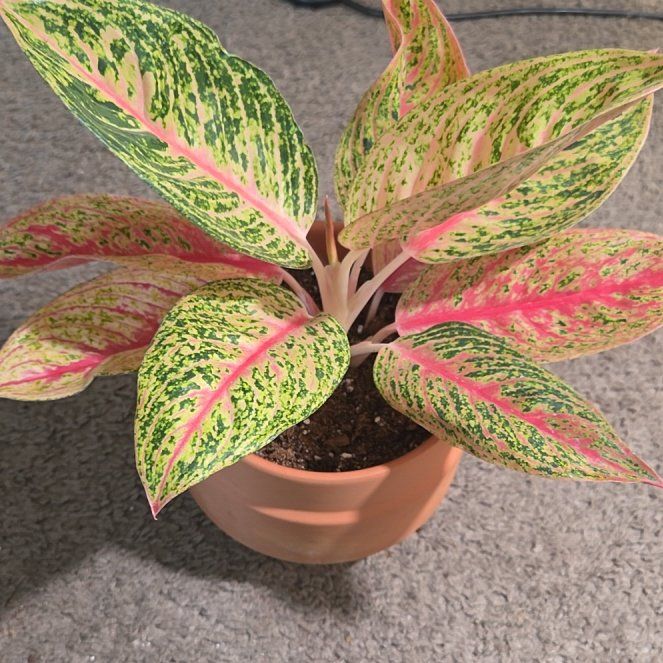 Photo of the plant species Aglaonema 'Legacy Pink' by @NikkiBplantmom named KEIKO on Greg, the plant care app