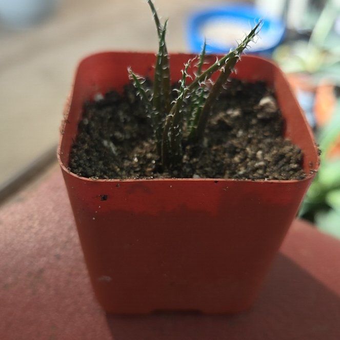 Photo of the plant species Black Haworthia by @NikkiBplantmom named STORMY on Greg, the plant care app