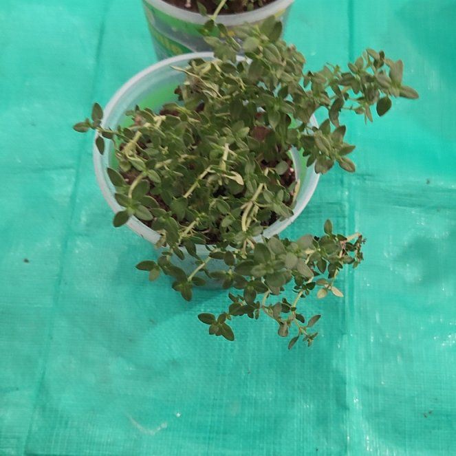 Photo of the plant species English Thyme by @NikkiBplantmom named Thyme on Greg, the plant care app