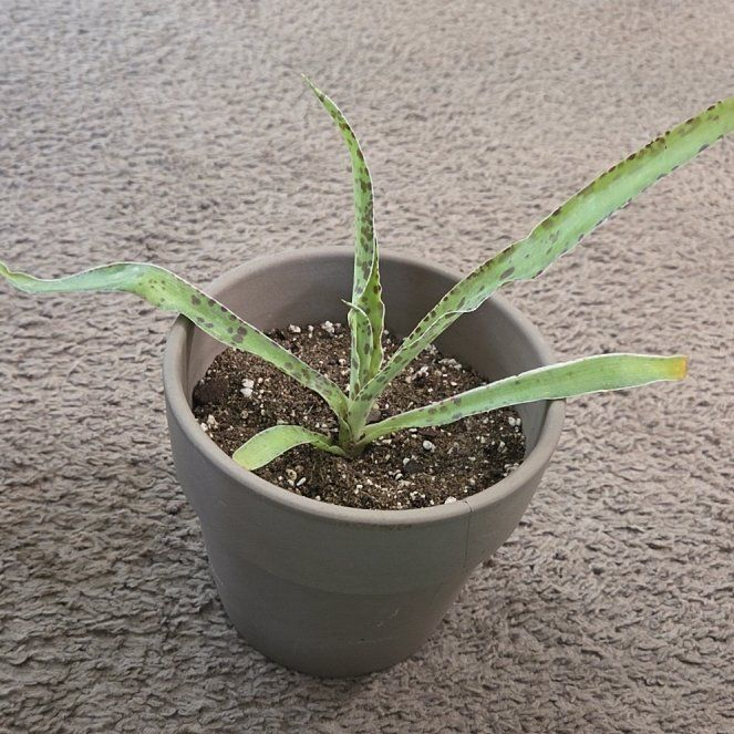 Photo of the plant species Mangave 'Cherry Chocolate Chip' by @NikkiBplantmom named IZADORA aka IZZY on Greg, the plant care app