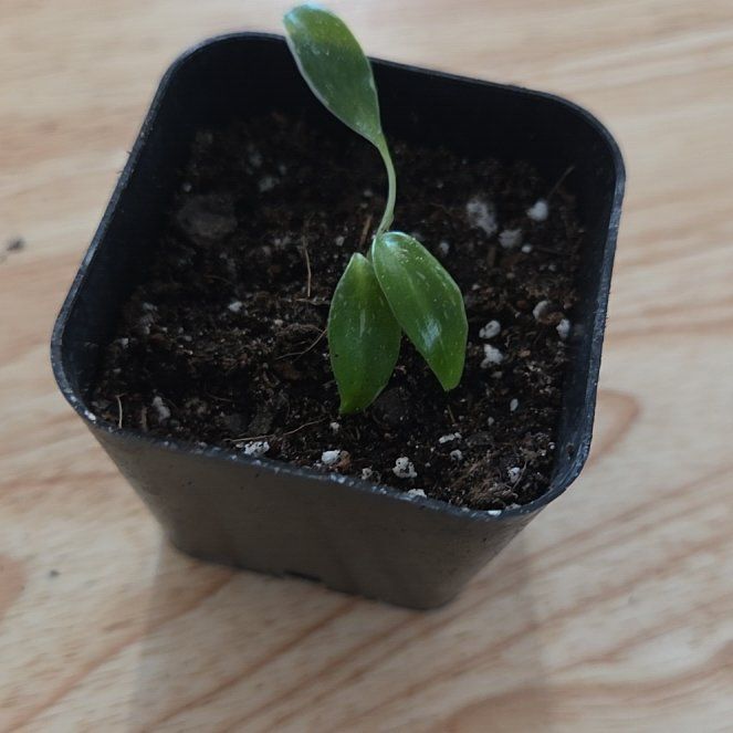 Photo of the plant species philodendron white princess by @NikkiBplantmom named LEIDY on Greg, the plant care app