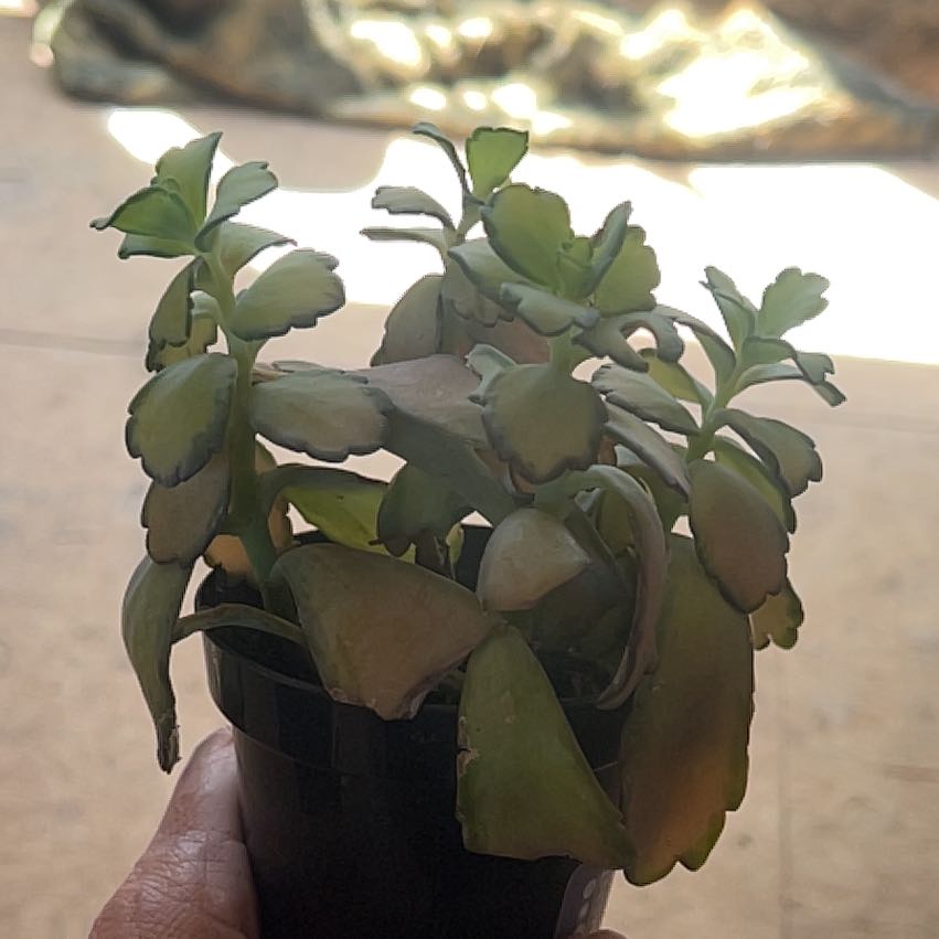 Photo of the plant species Kalanchoe 'Stained Glass' by @AnewAster89 named Tolkien on Greg, the plant care app