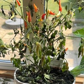 Photo of the plant species Basket of Fire Pepper by @ContentHautree named Wall-E on Greg, the plant care app