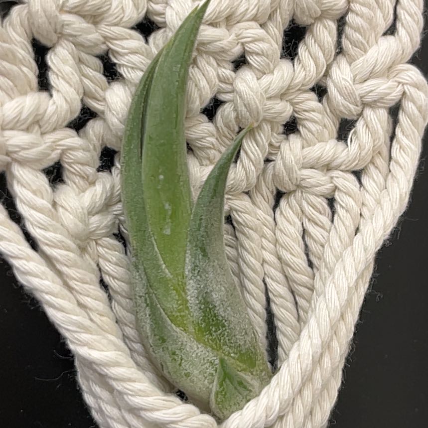 Photo of the plant species Twisted Air Plant by @TolerantSkimmia named Sahara on Greg, the plant care app