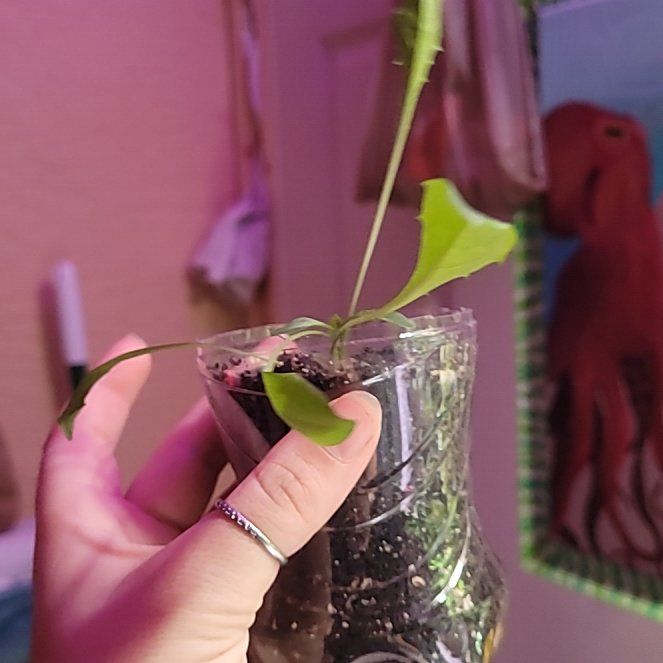 Photo of the plant species Dandelion by @bunnysbonsai named Dandee on Greg, the plant care app