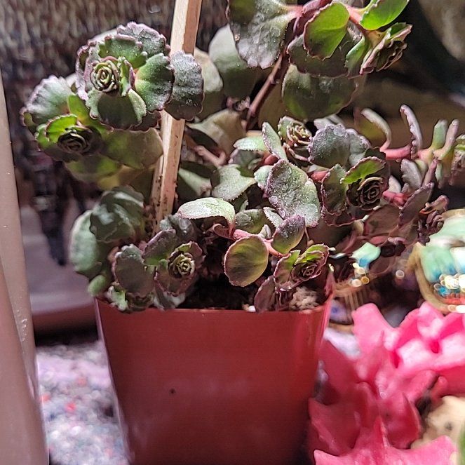 Photo of the plant species Dragon's Blood Sedum by @bunnysbonsai named Drogo on Greg, the plant care app