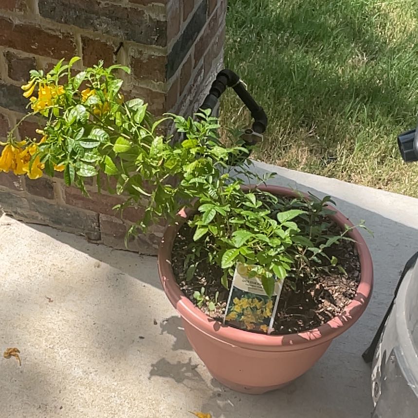Photo of the plant species esperanza 'gold star' by @YeahVoodoolily named Clooney on Greg, the plant care app