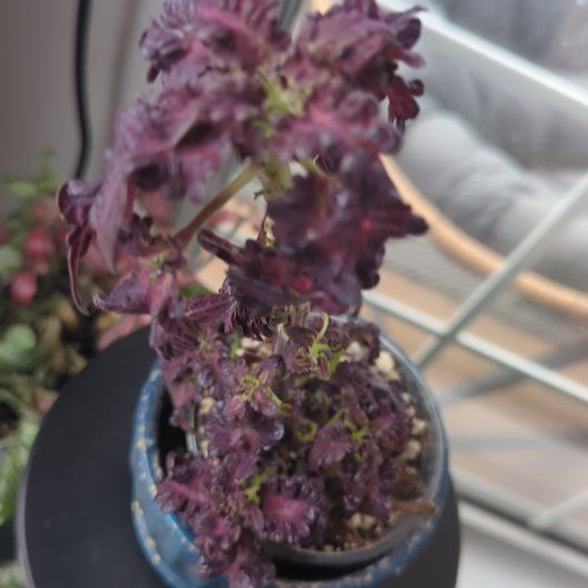 Photo of the plant species Black Dragon Coleus by @VenerableCanna named Goth Girl on Greg, the plant care app