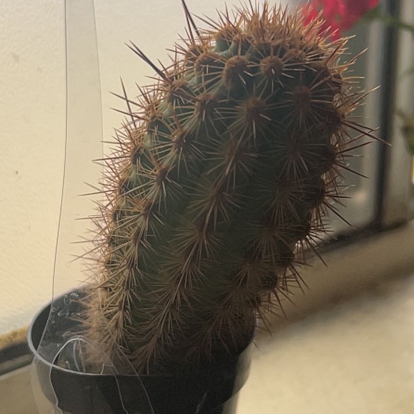 Photo of the plant species Haageocereus pseudomelanostele by @KookyCoslettuce named big joe on Greg, the plant care app