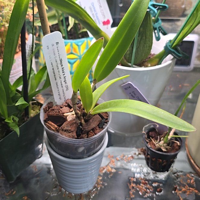 Photo of the plant species Brassocattleya by @ClassicChinotto named Walt on Greg, the plant care app