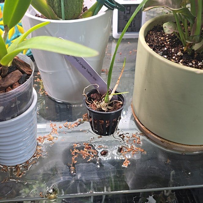 Photo of the plant species Encyclia Orchid by @ClassicChinotto named Navajo on Greg, the plant care app