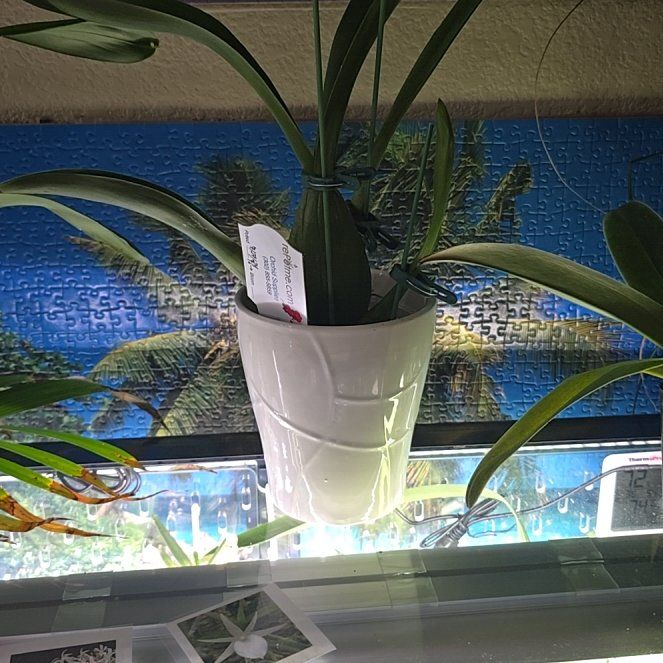 Photo of the plant species Oncidium Alliances by @ClassicChinotto named Lola on Greg, the plant care app