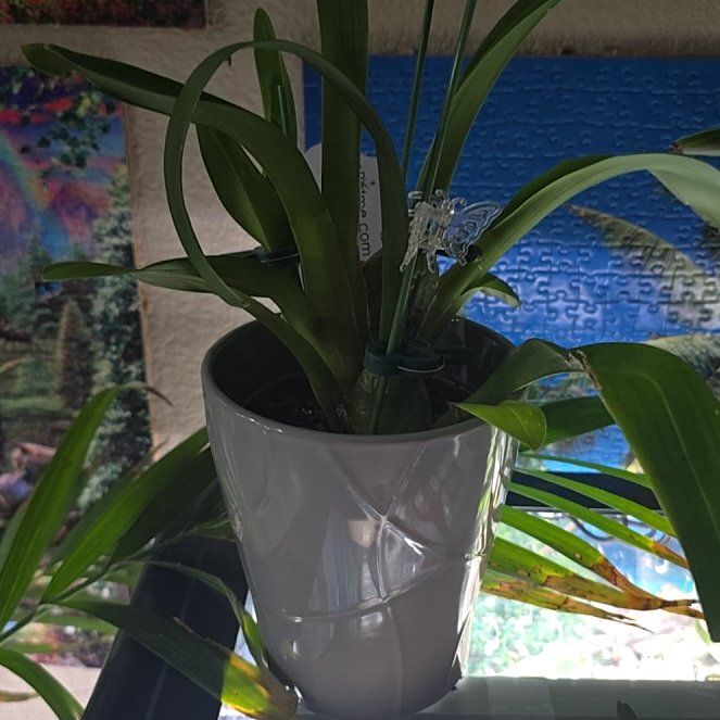 Photo of the plant species Oncidium Alliances by @ClassicChinotto named Denali on Greg, the plant care app