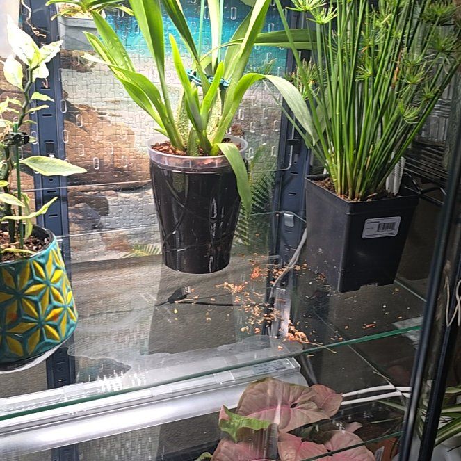 Photo of the plant species Oncidium Alliances by @ClassicChinotto named Kendall on Greg, the plant care app