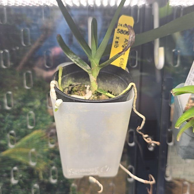 Photo of the plant species Angraecum didieri by @ClassicChinotto named Sir Plancelot on Greg, the plant care app