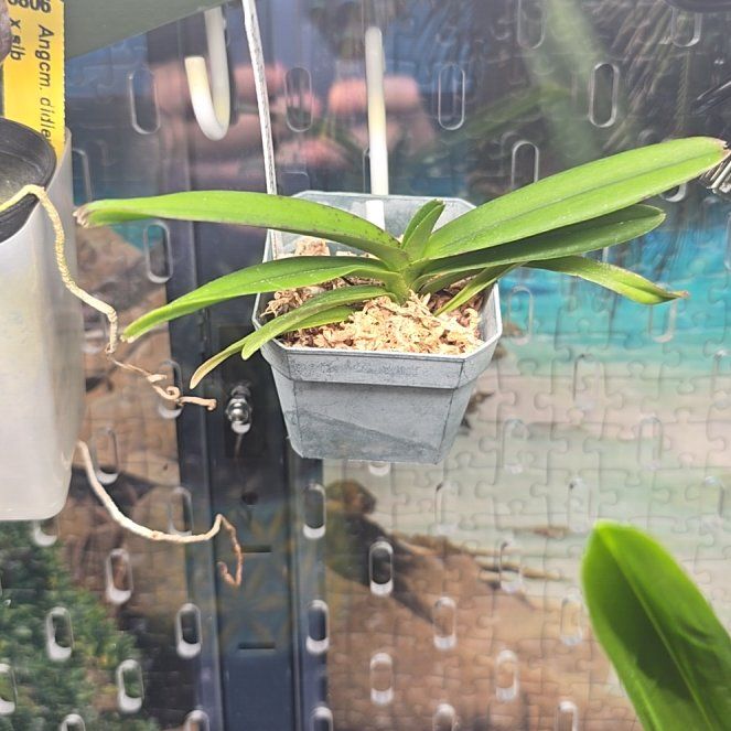 Photo of the plant species wind orchid by @ClassicChinotto named Ansc. Cherry Blossom on Greg, the plant care app