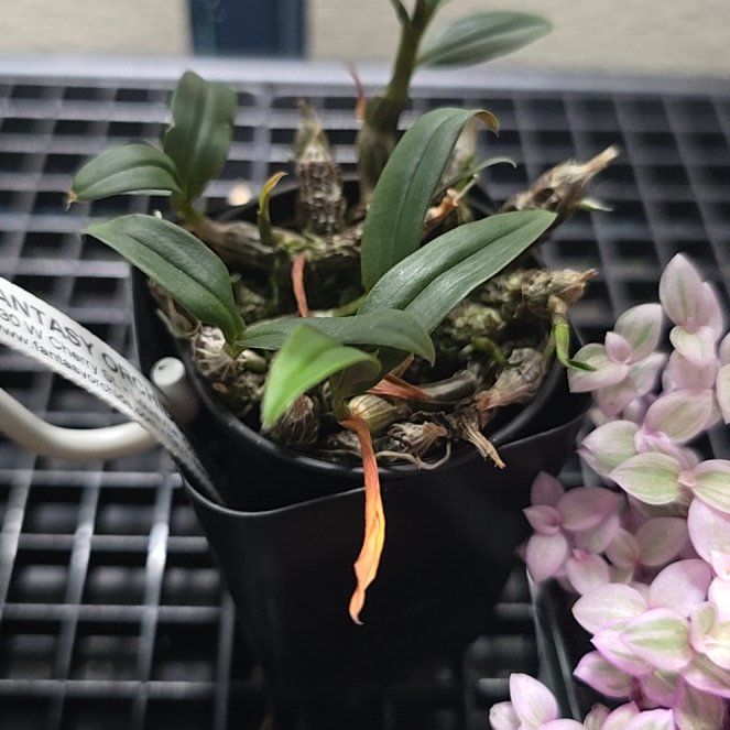 Photo of the plant species Dendrobium hekouense by @ClassicChinotto named Shakira on Greg, the plant care app