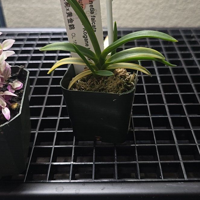 Photo of the plant species wind orchid by @ClassicChinotto named Neo. falcata on Greg, the plant care app