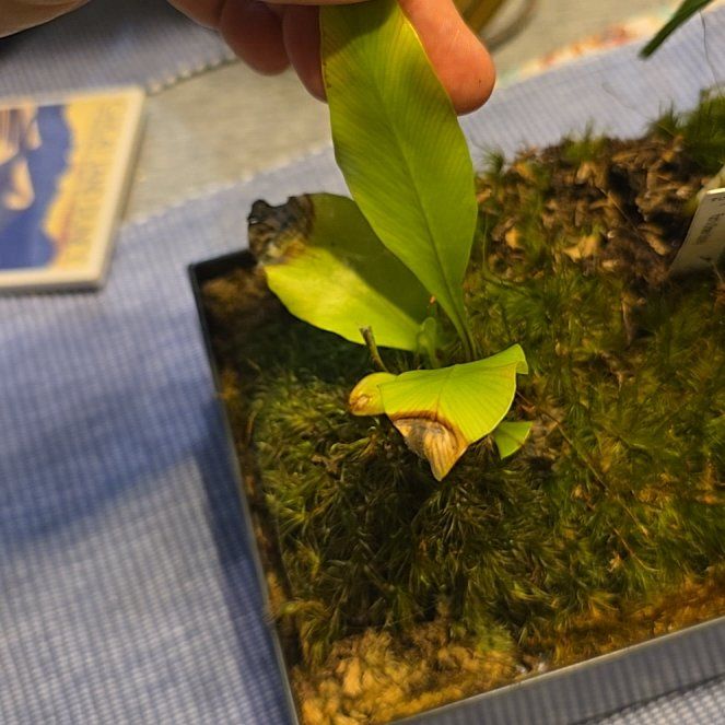 Photo of the plant species Polyscias Guilfoylei by @ClassicChinotto named Apollo on Greg, the plant care app
