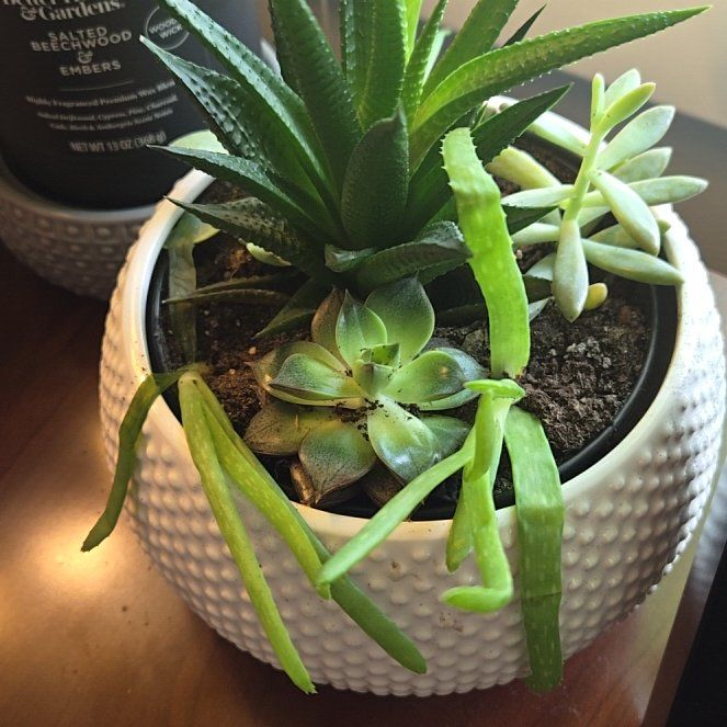 Plant care for Mixed Genus on Greg, the plant care app
