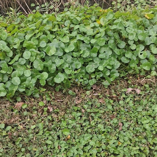 Photo of the plant species Whorled Pennywort by @SuperbDevilsivy named Osmo on Greg, the plant care app