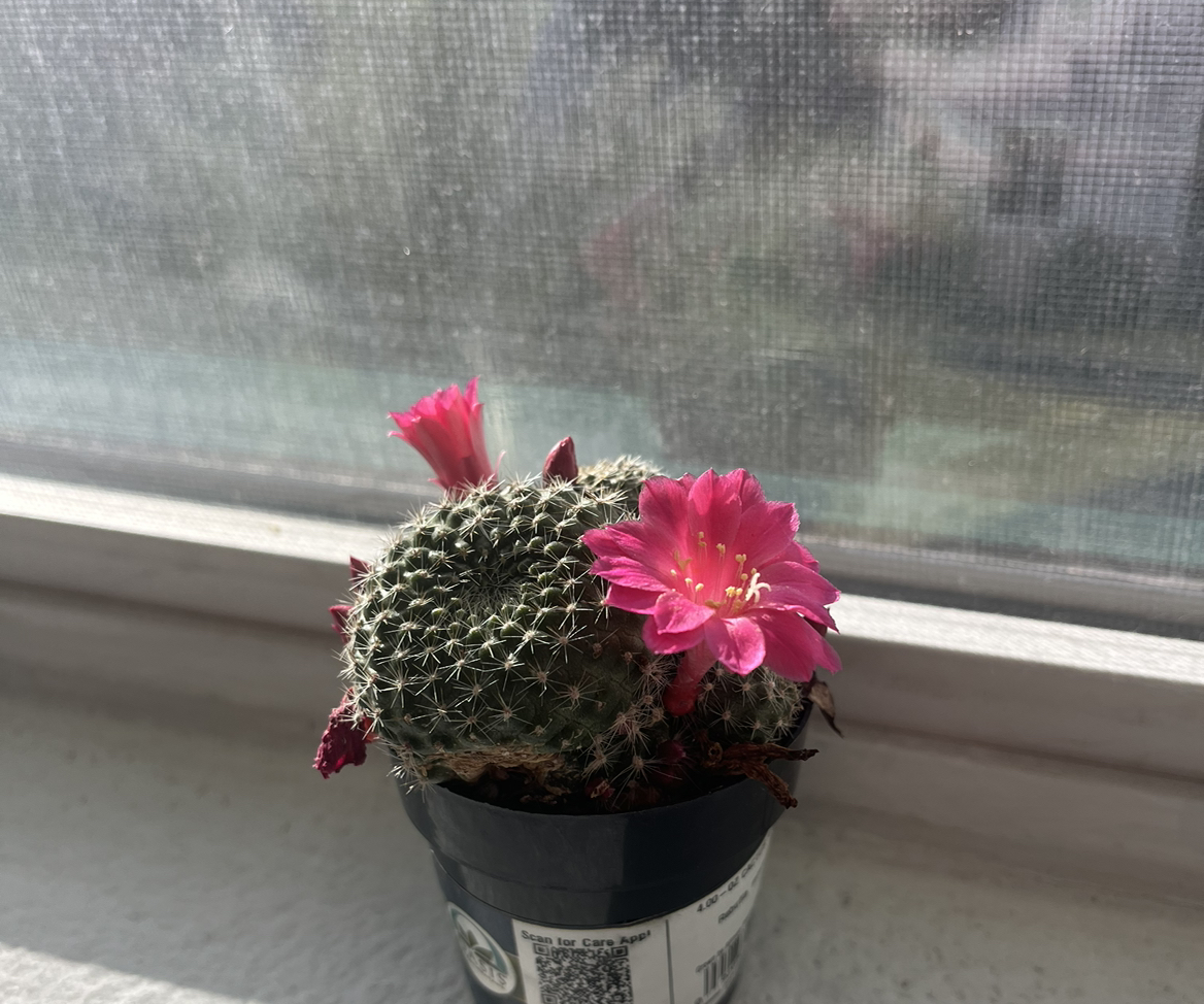 Photo of the plant species Rebutia miniscula by @ProudManchineel named Luna on Greg, the plant care app