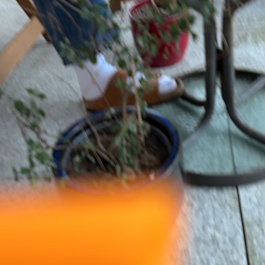 Photo of the plant species Salvia 'Lemon Light' by Daragh named Mollie on Greg, the plant care app