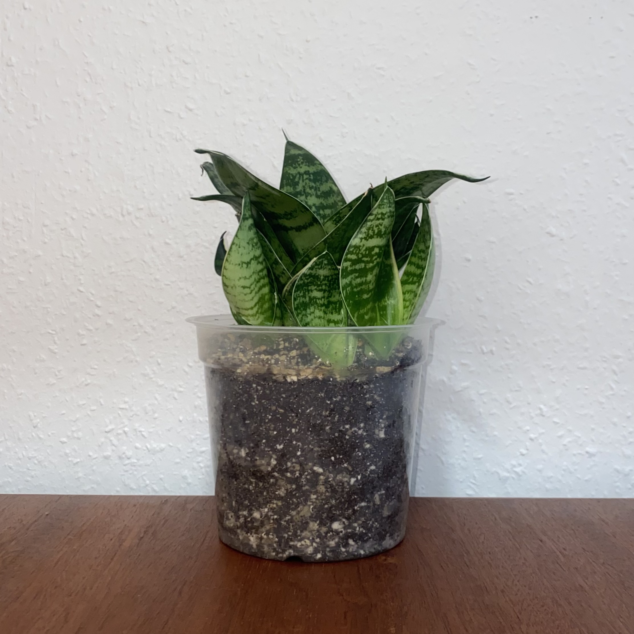 Photo of the plant species Dracaena hahnii 'White Edge' by @CasualSaltcedar named Darwin on Greg, the plant care app