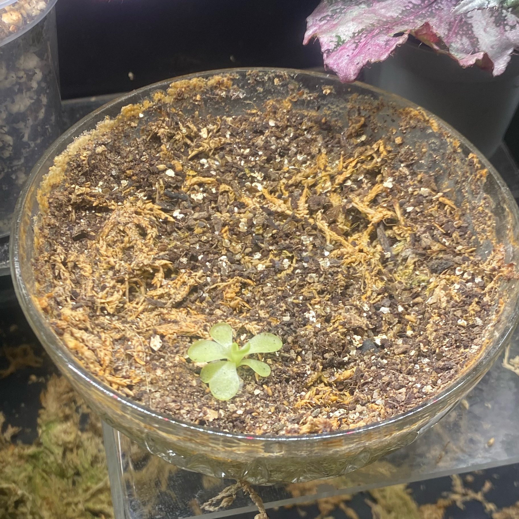 Photo of the plant species Pinguicula 'Weser' by @CasualSaltcedar named Mollie on Greg, the plant care app