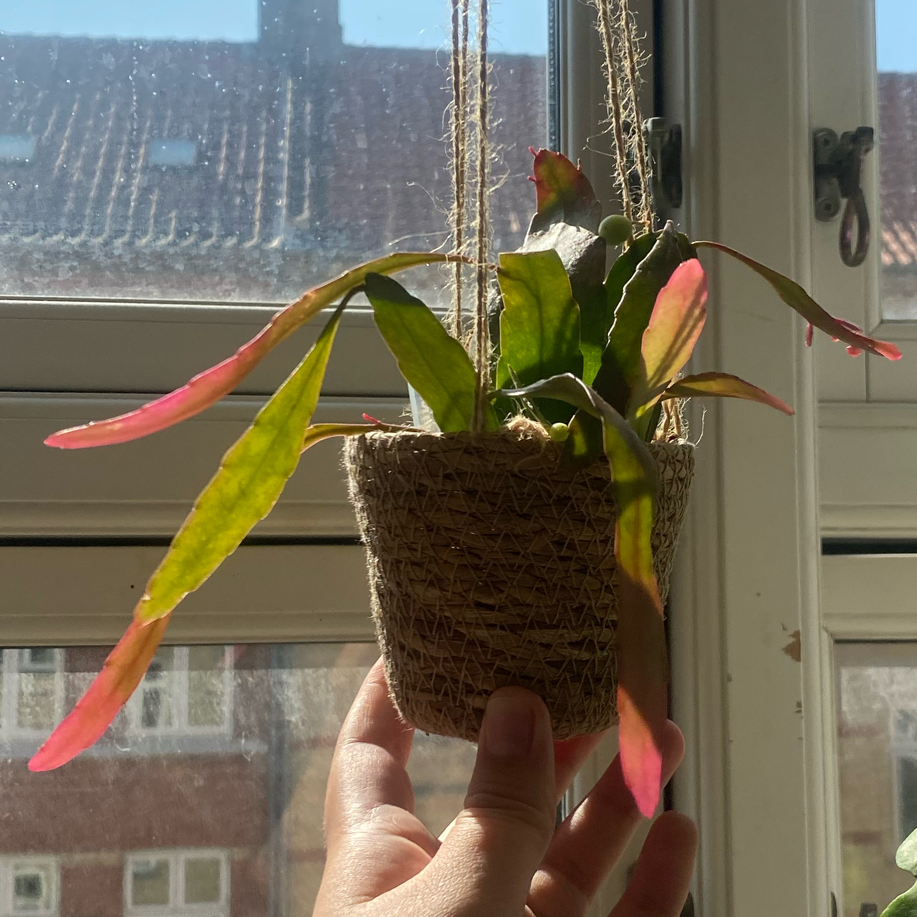 Photo of the plant species Copper Branch by @CasualSaltcedar named Harper on Greg, the plant care app