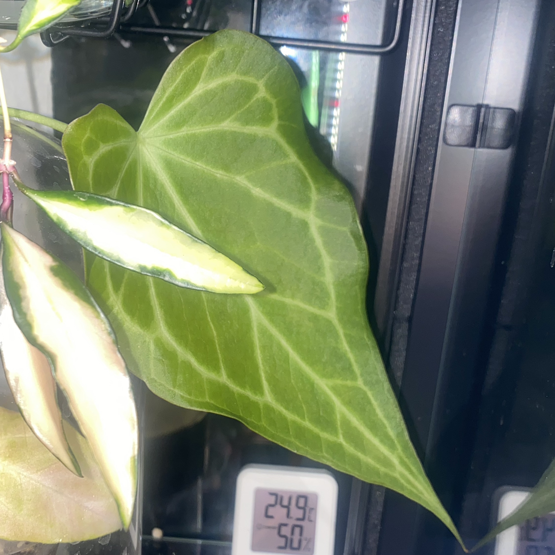 Photo of the plant species Delta Force Anthurium by @CasualSaltcedar named Achilles on Greg, the plant care app