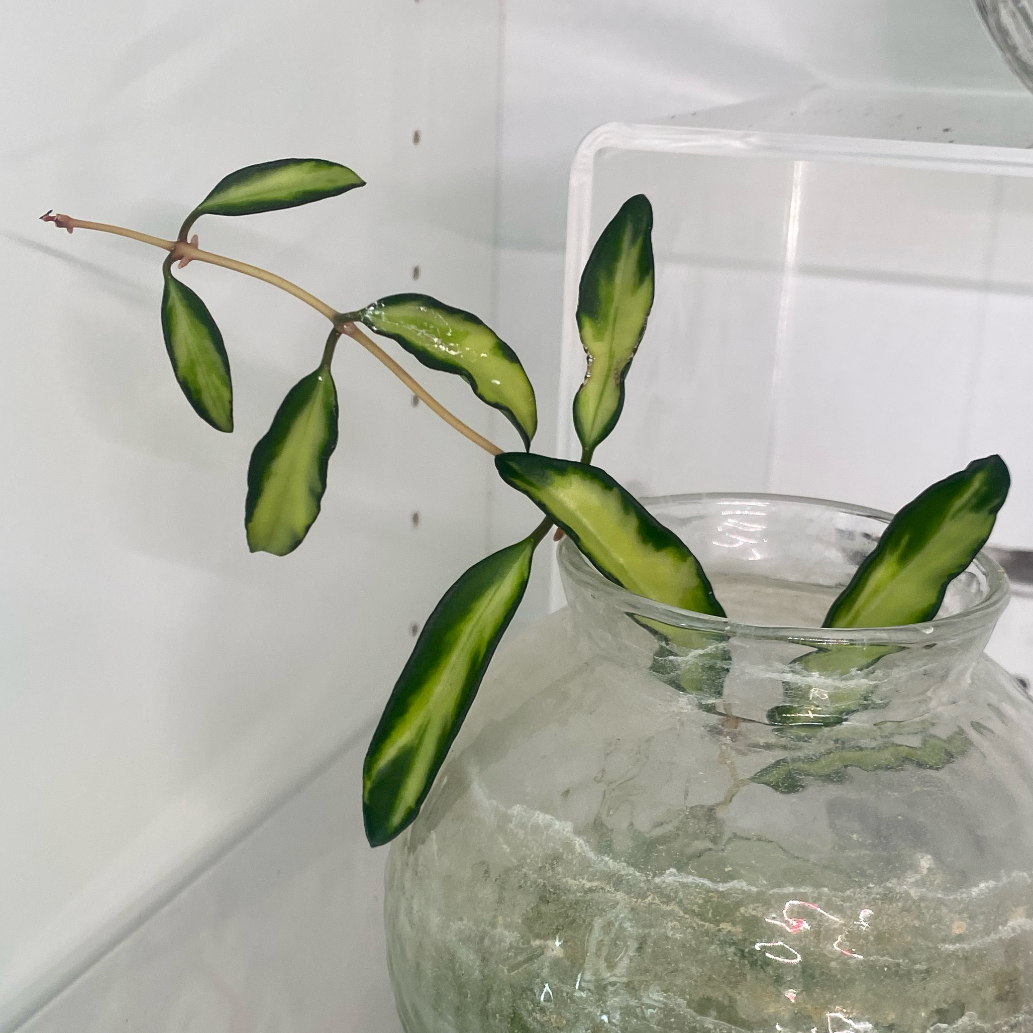 Photo of the plant species Hoya 'Wayetii Tricolor' by @CasualSaltcedar named Leonardo on Greg, the plant care app