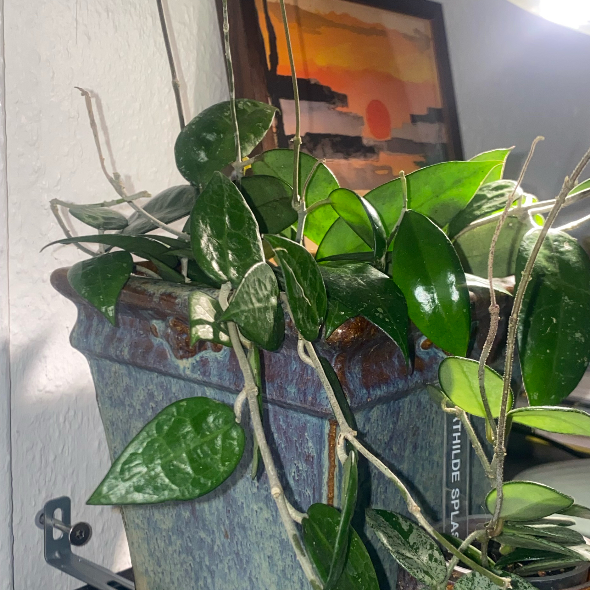Photo of the plant species Black Margin Hoya Parasitica by @CasualSaltcedar named Harmony on Greg, the plant care app