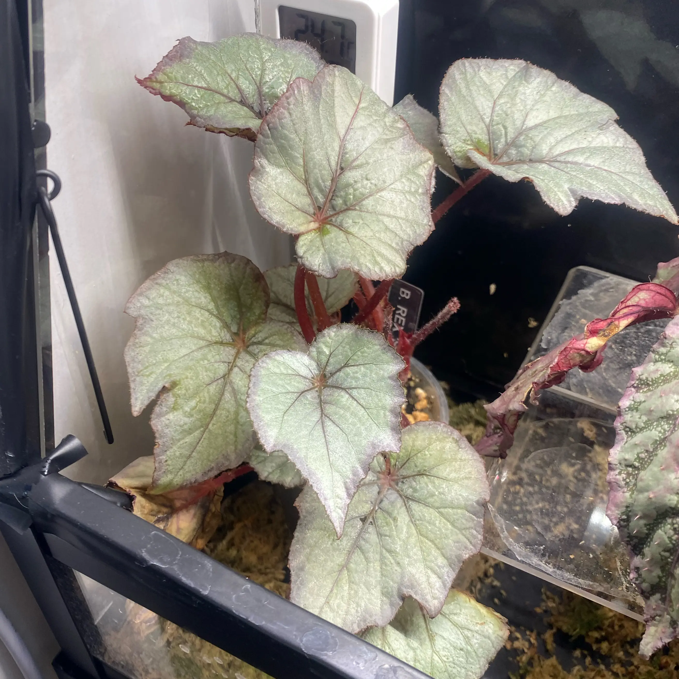 Photo of the plant species Rex Begonia 'Ideal Silvery Blue' by @CasualSaltcedar named Luna on Greg, the plant care app