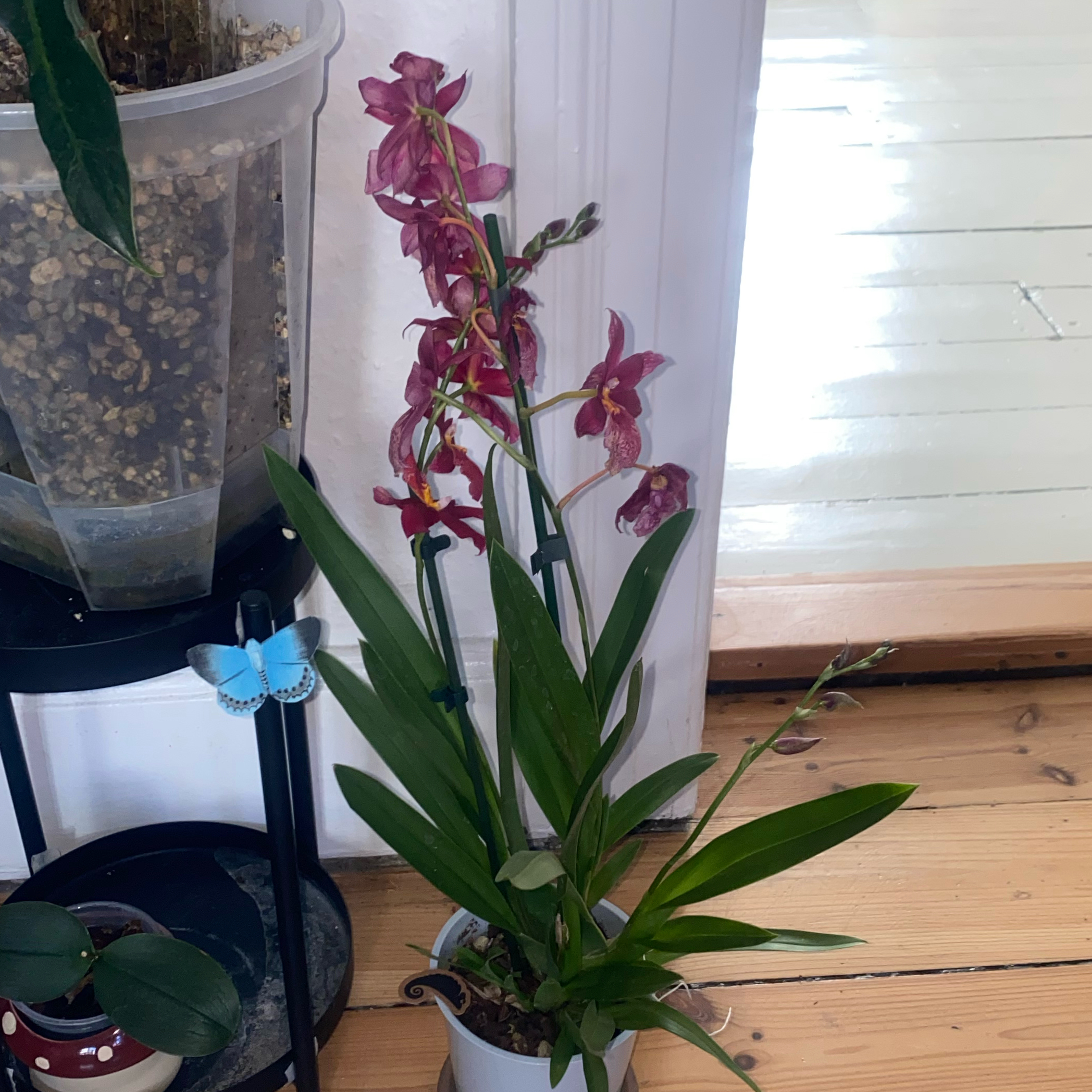 Photo of the plant species Burrageara 'Nelly Isler' by @CasualSaltcedar named Tolkien on Greg, the plant care app