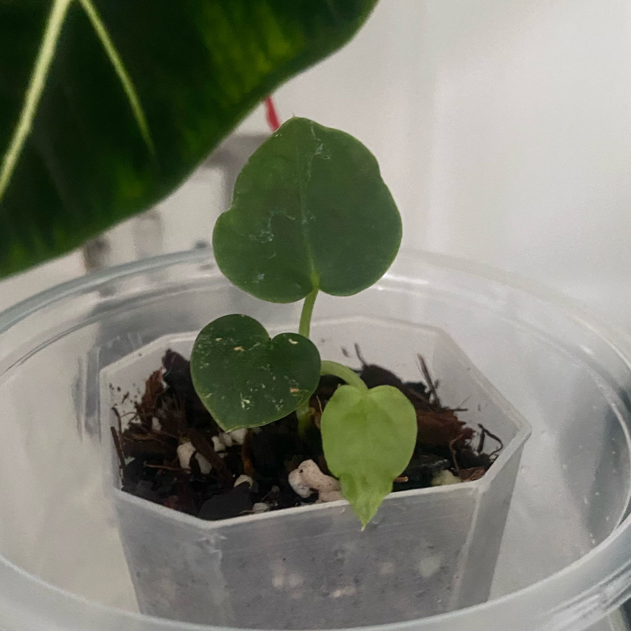 Plant care for Hosta on Greg, the plant care app